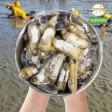 맛조개