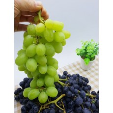 애플청포도-추천-상품