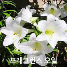 백합향오일