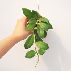 희귀호야