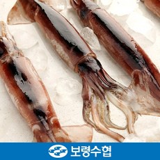서해오징어