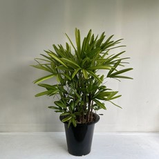 서황금