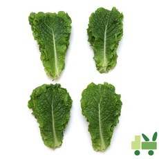 적상추2kg