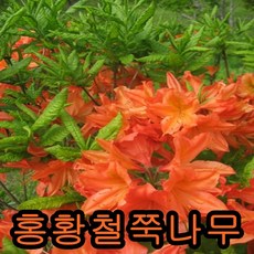 철쭉(홍황철쭉)30cm 5그루 나무 묘목 철쭉나무 꽃나무