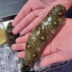 남해 활 해삼 자연산 해삼 고노와다 바다의산삼 해삼 회 배송 집에서소주안주, 1개, 500g 2-6미