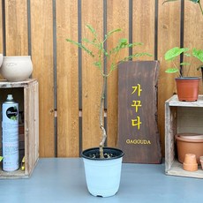 자카란타