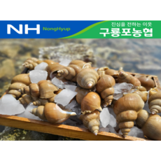 구룡포 당일바리 당일경매 산지직송 백골뱅이 골뱅이 백고동 1kg 자연산 동해안 구룡포[구룡포농협]