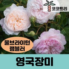 [코코트리] 영국장미, 1개, 울브라이턴 램블러(줄장미)