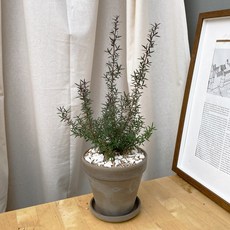 [1+1 SET] 꽃중에 꽃 공기정화식물 키우기쉬운 반려식물 호주매화 토분, 데로마 살구(13cm), 선택안함(식물1개 구매시), 화분받침 없음