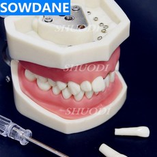 구강교육치아모형대형