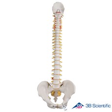 3B Scientific 인체모형 척추모형 A58/1 기본형