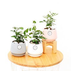 삼색세라믹 인테리어 화분 공기정화식물 집들이선물, 오렌지자스민, 삼색세라믹 핑크