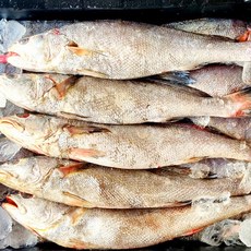 전문점 납품용 국산 자연산 통민어 1.4Kg 민어탕 민어찜 고급 생선요리 접대용