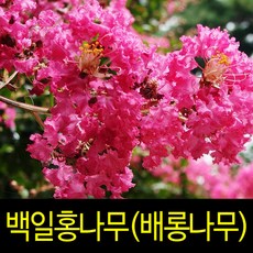 목백일홍분재
