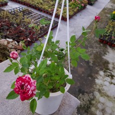 마이리틀타이거플라워가든