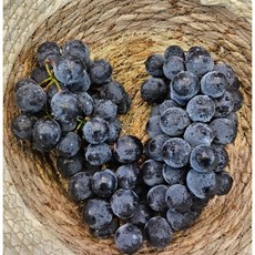 남원 춘향골 고당도 캠벨포도, (특)1kg(2~3송이), 1개