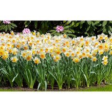 추천2 수선화키우기