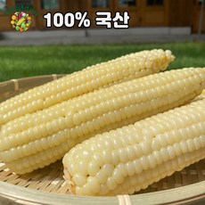 찰옥수수 100%국산 냉동 쫀득쫀득 강원도 찐 냉동옥수수 진공포장 삶은옥수수 초당옥수수, 냉동 찰옥수수20개