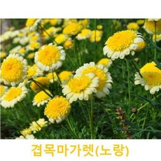 초화식물/야생화 (노랑)겹목마가렛 모종 4개(L0019), 4개