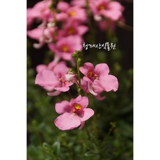 [청계산식물원] 꽃대 분홍다이시아 / 사진촬영 2024년 3월 2일, 1개