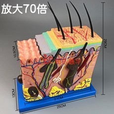 인체 모낭 피부과 조직 피부 신경과 병원 확대 구조 모형 사람 해부학 보건교육 모발, 70배 확대 표시 배합 도해