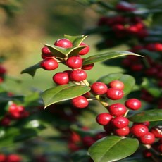 리엔케이호랑가시테놀