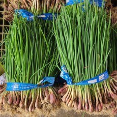 영호네농산물 기장 흙쪽파 1단, 1개, 1kg 내외, 1kg