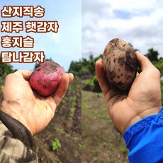 제주홍감자