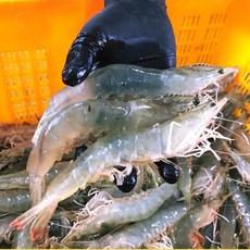 대하1kg
