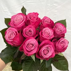 소원농장 농장직송 생화 꽃 장미, 페르시아