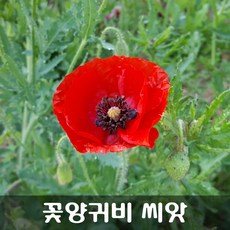 [해피플라워] 꽃양귀비 레드 씨앗 0.5g(약 3000립) / 봄 여름 가을 파종 꽃씨, 1개