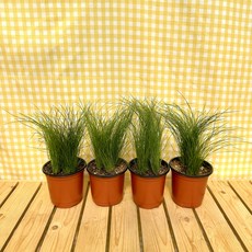 비단풀 국내산 1개 600g 상품 이미지