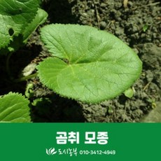 보람농자재 곰취모종/1주/텃밭/모종