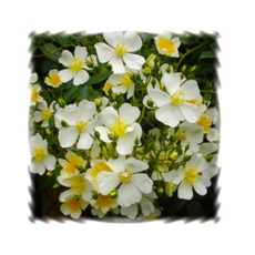 780f67a781df4afba653679f3b2182c11f84c8ad5e9ff5f518c75d00a54c.png