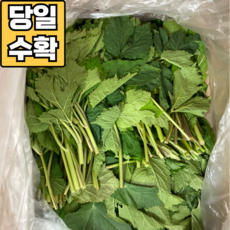 [당신만 안 먹어본] 강원도 정선 자연산 어수리나물 *당일수확*, 강원도 정선 어수리나물, 1kg, 1개