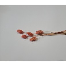 에피파니플라워