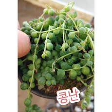 인판티노대롱대롱