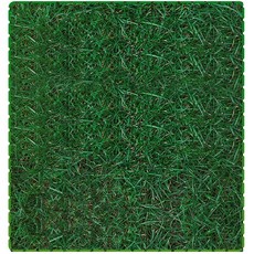 켄터키블루그라스