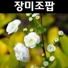 장미조팝 나무 묘목 4치포트 5개/정원수 조경수, 5개