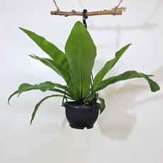 d354af465bb9c38377cbcf83973f23fef34e33070e55ea808de685cb8b90.JPG