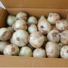 신선한 국내산 햇 양파, 1개, 2kg 대