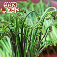 [국내산] 야들야들 신선한 국산 햇 고사리 생고사리 고사리나물, 1개, 2kg