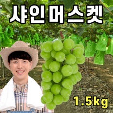 상주모동포도