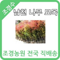 대한조경농원 남천 나무 묘목 (H0.7~H1.2)(8주묶음)