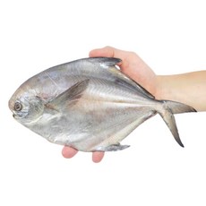 국내산 냉동 병어 구이 조림 용 덕자 중 대 특대 구성, 10개, 180-220g(중대)