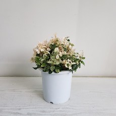 초설마삭