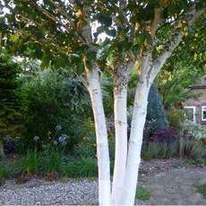 잭큐몬티도랜보스