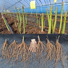 아스파라거스종근