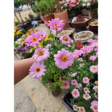아게릭자이언트핑크 목마가렛 핑크색목마가렛 10센티화분 꽃모종 키우기쉬운식물 추천/ 엠제이정원