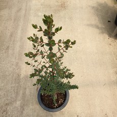 유칼립투스파블로